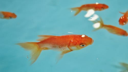 Petits poissons rouges dans le bassin turquoise, prêts pour une partie de kingyosukui