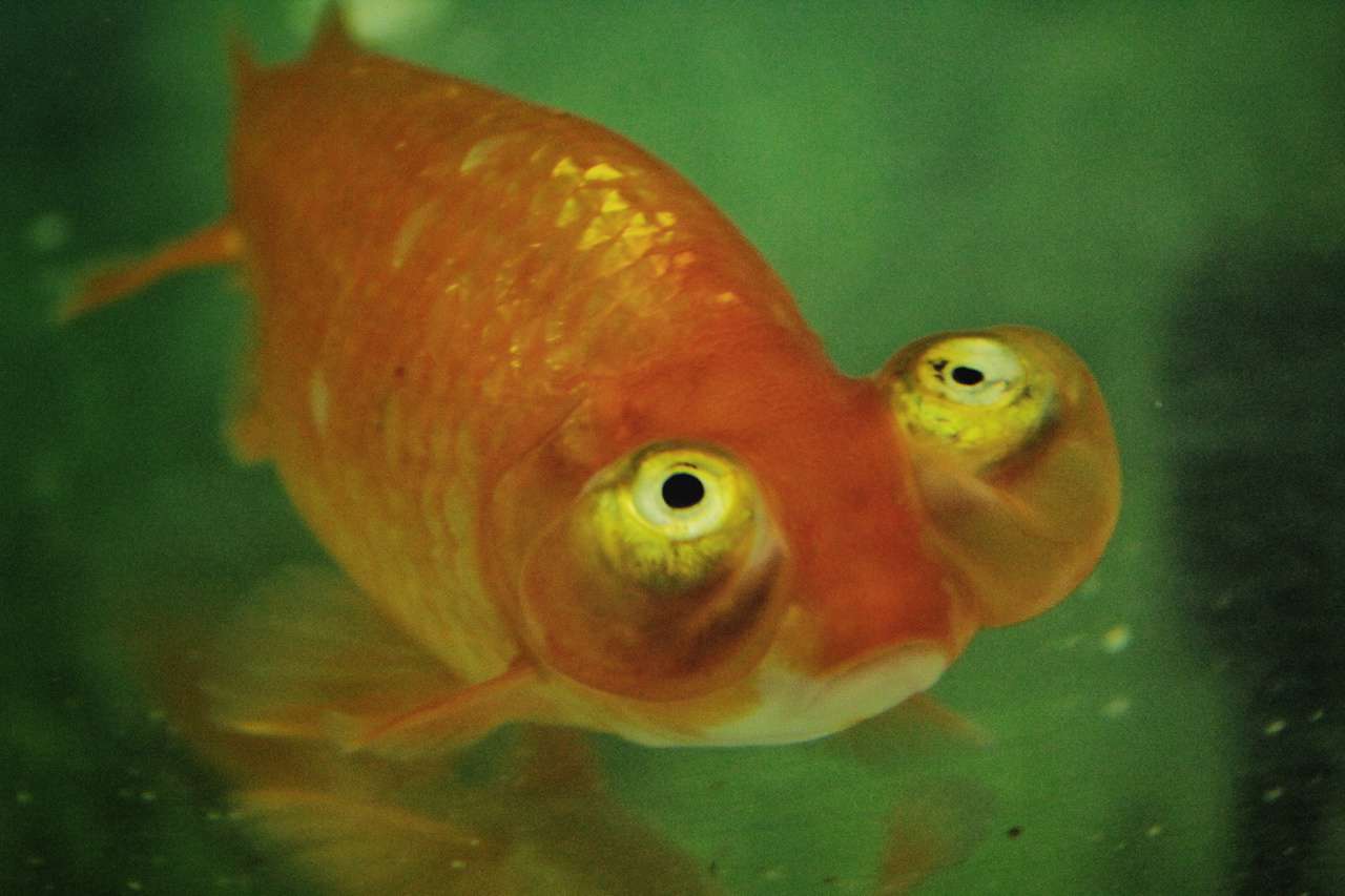 Entrez dans le monde des poissons rouges à Nagasu
