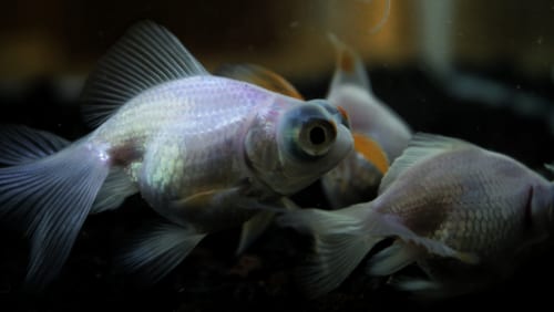 Trois poissons rouges d'un gris bleuté irisé