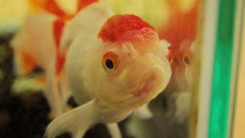 Gros plan sur un poisson rouge rouge et blanc