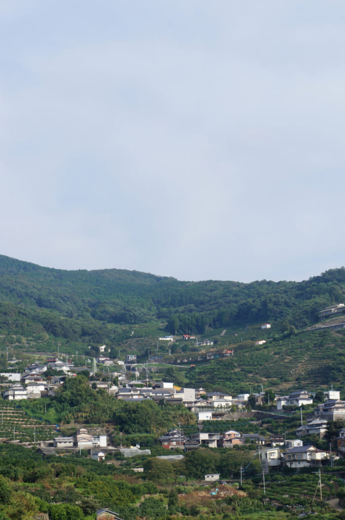 Vue sur le paysage planté d'agrumes depuis le Kusamakura onsen Tensui