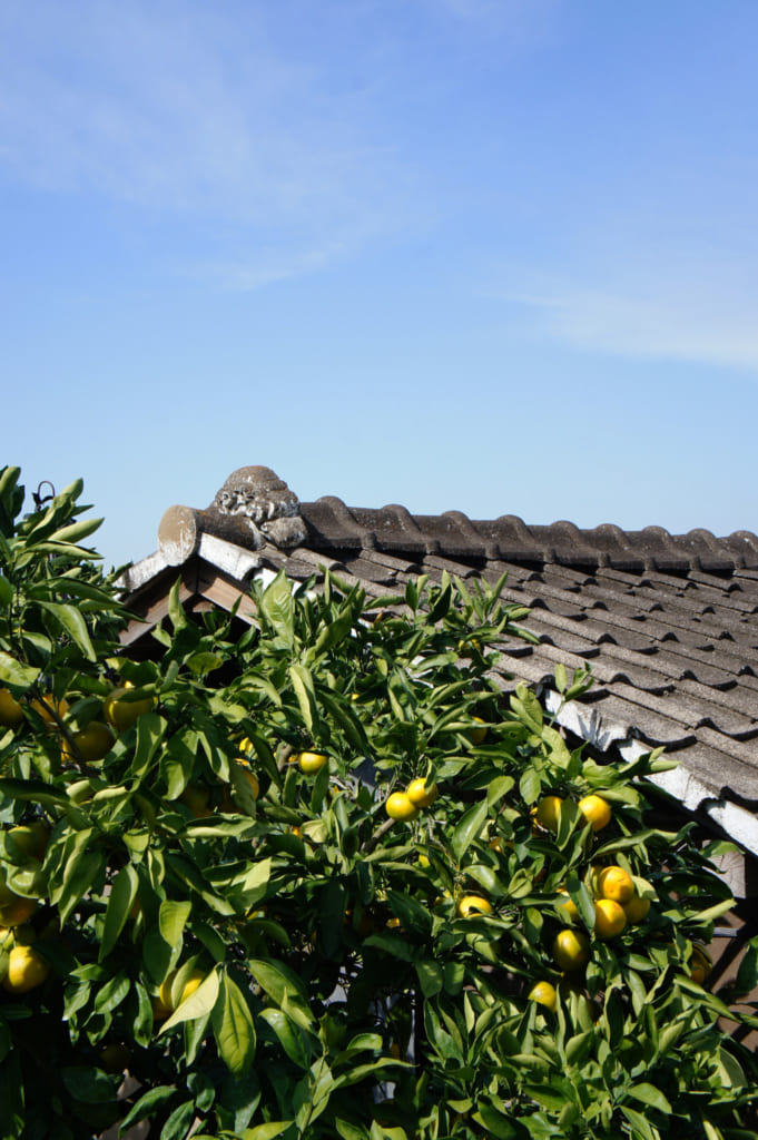Agrumes devant un toit traditionnel au Mizumoto Orange Garden