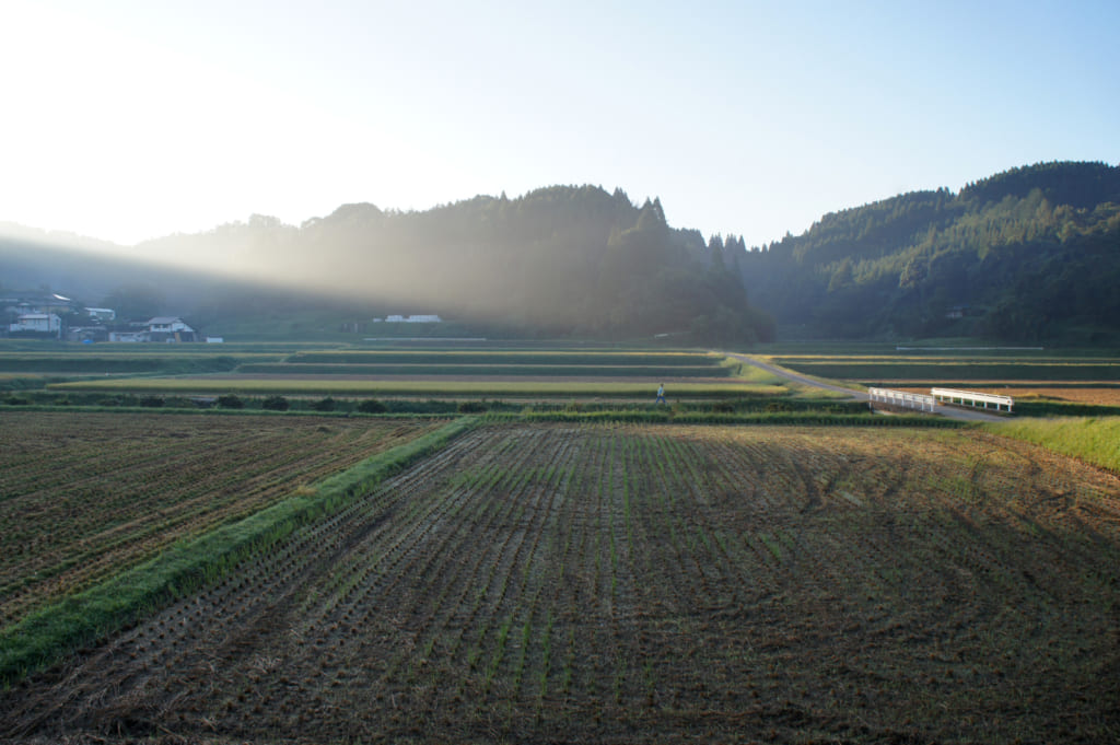Les rizières de Kikuchi dans la lumière du petit matin