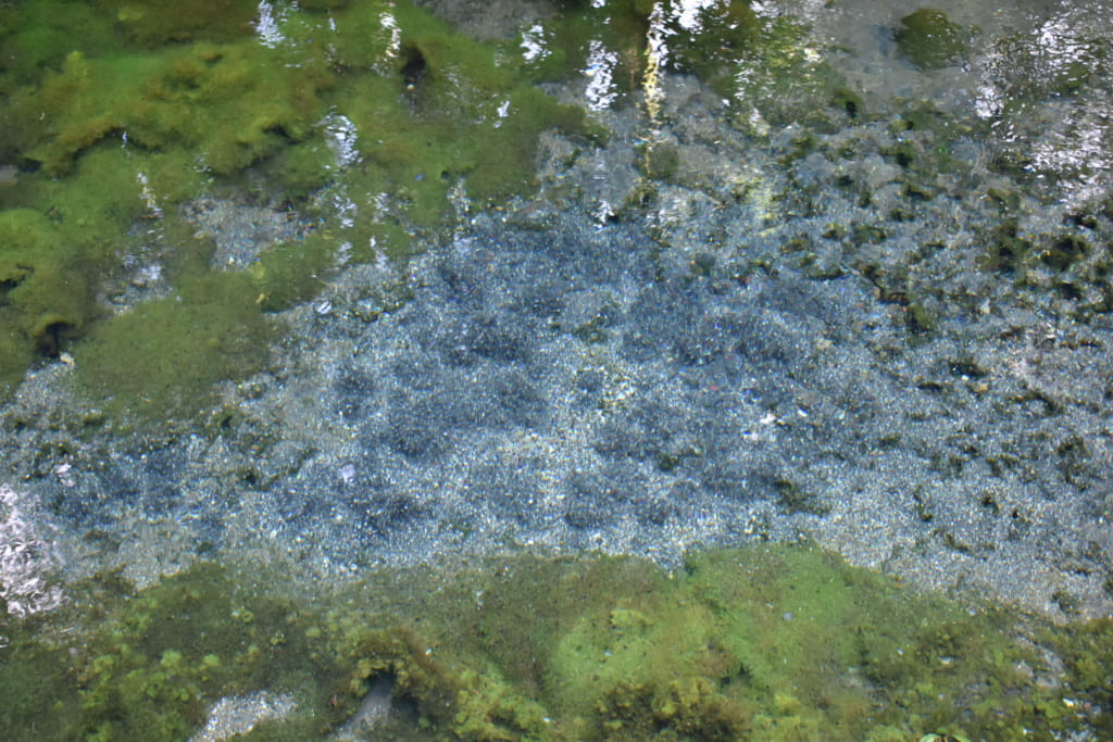 L'eau transparente de la source de Shirakawa