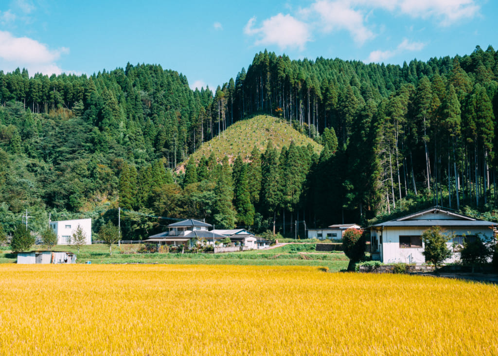 Rizières dorées sous le soleil à Minami-Oguni Kumamoto