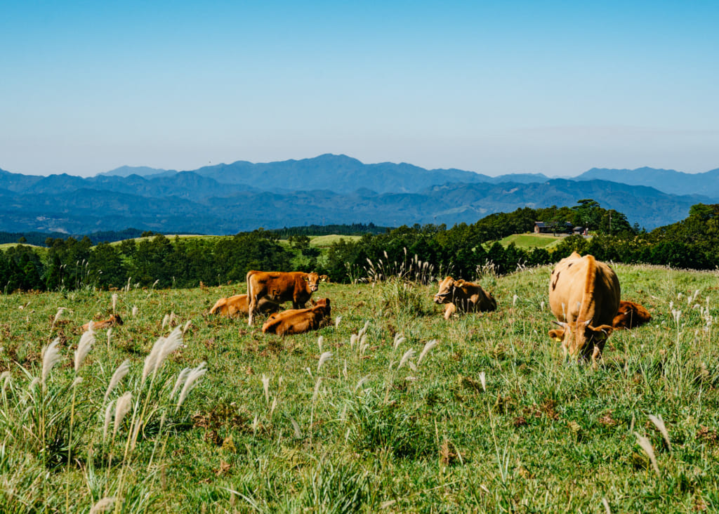 Vaches Akaushi paissant dans les paysages du nord de Kumamoto