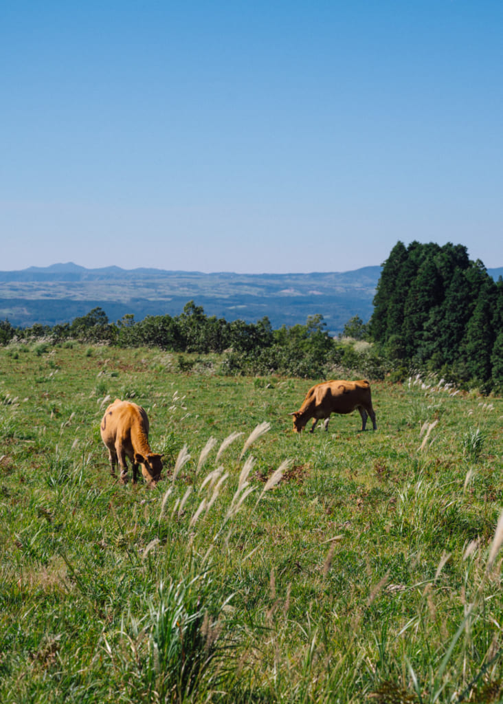 Vaches broutant sur les hauts-plateaux de Senomoto , Kumamoto