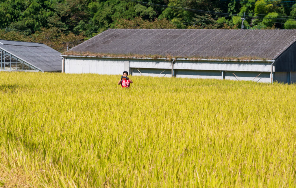 Le guide en tenue de vélo rouge au milieu d'une rizière dorée