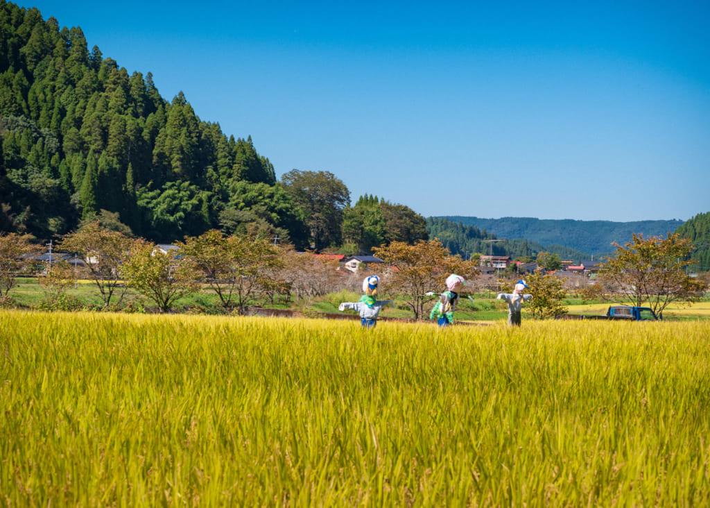 Épouvantails dans une rizière dorée dans le nord de Kumamoto
