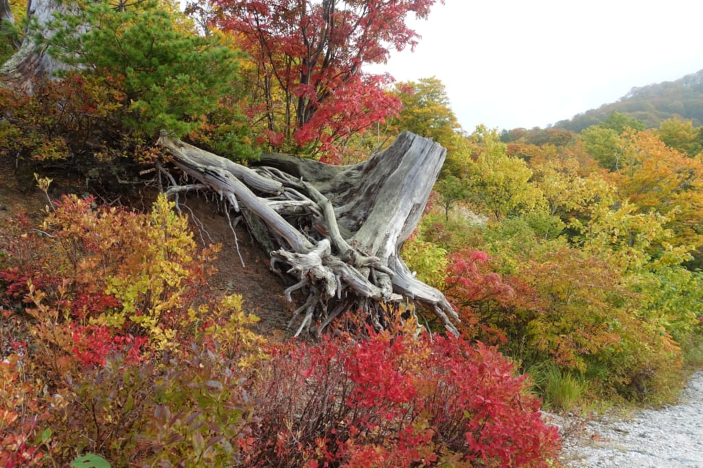 Les magnifiques couleurs de l'automne japonais dans la préfecture d'Akita