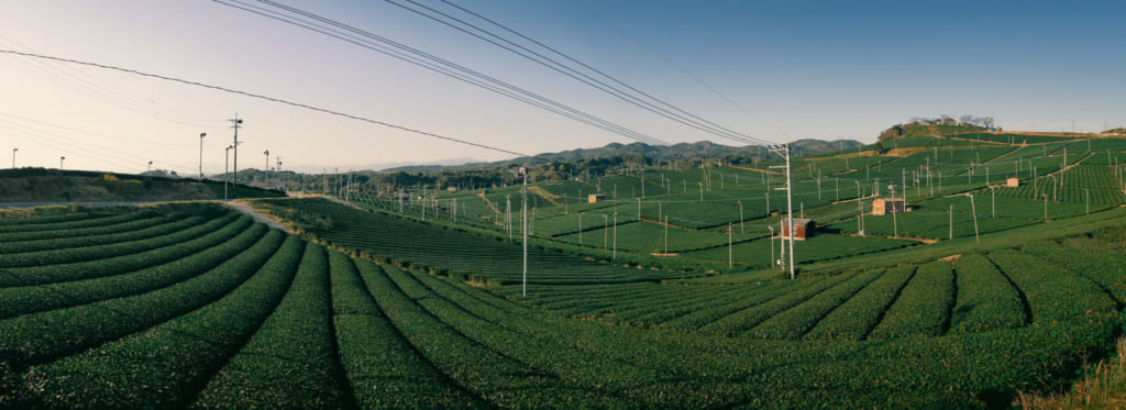 Vue panoramique des plantations de thé du Yame Central Tea Garden