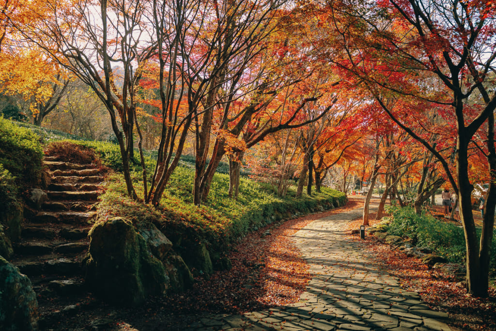 Les magnifiques couleurs de l'automne dans les allées face au Tea Culture Hall de Yame