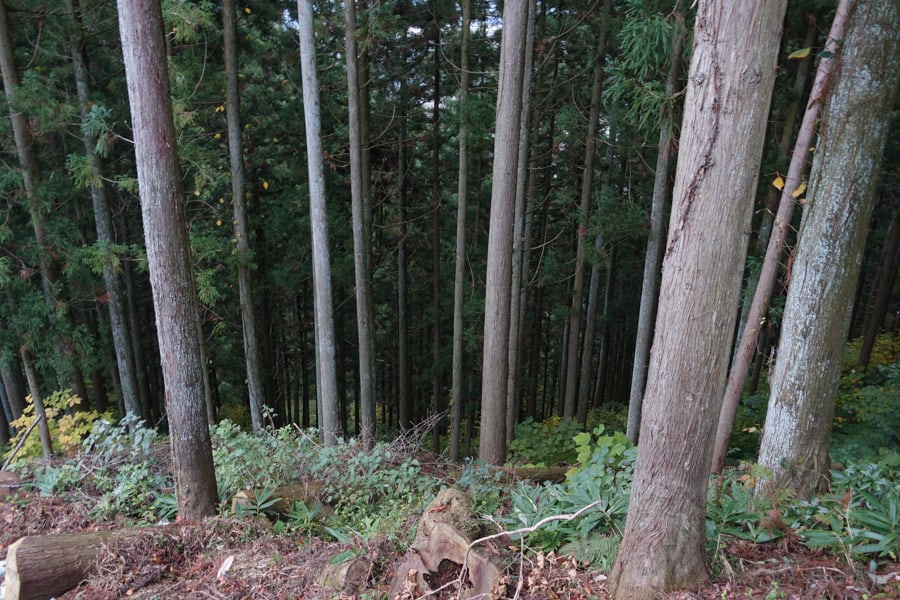 Forêt aux abords du château de Murakami