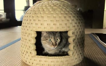 Un chat caché à l'intérieur d'une maison à chats de Sekikawa