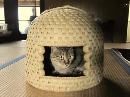 Un chat caché à l'intérieur d'une maison à chats de Sekikawa