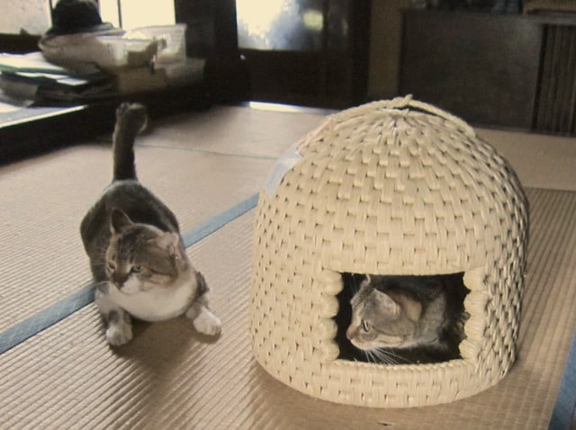 Deux chats dans une maison à chats traditionnelle de Sekikawa