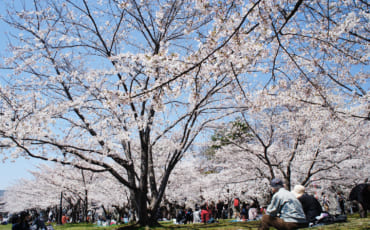 Personnes fêtant le hanami sous les cerisiers en fleurs à Morioka