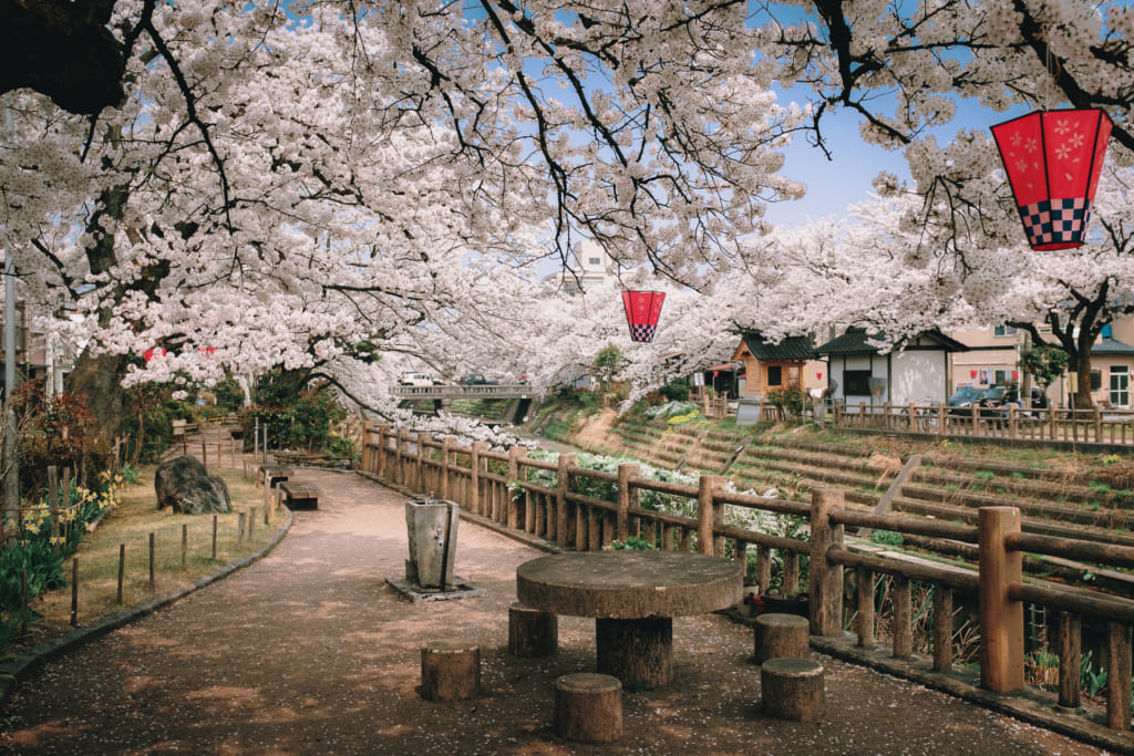 Lieu calme sous les cerisiers de Toyama