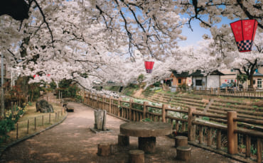 Lieu calme sous les cerisiers de Toyama