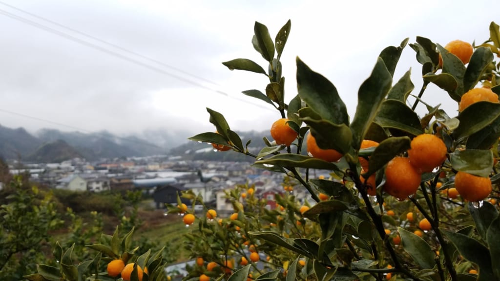 mandarinier, spécialité de la préfecture d'Ehime