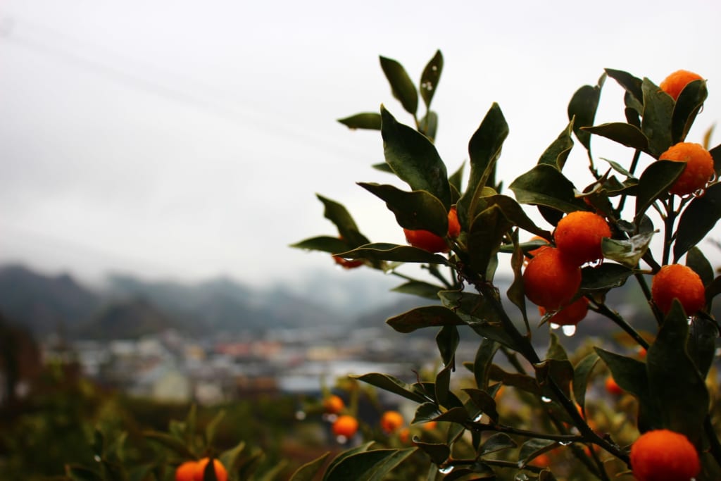 Mandarinier dans la ville de Tobe