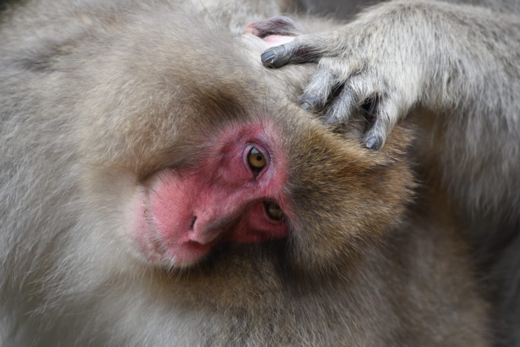 Un macaque japonais en pleine toilette au jigokudani monkey park