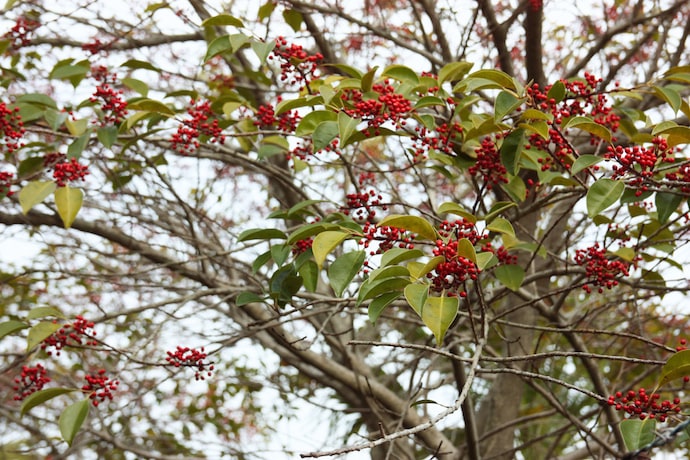 Arbre couvert de petites baies rouges sur les hauteurs d'Onomichi