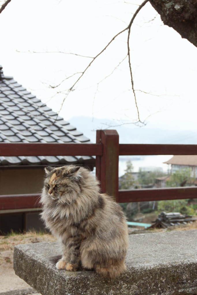 L'un des chats croisés à Onomichi