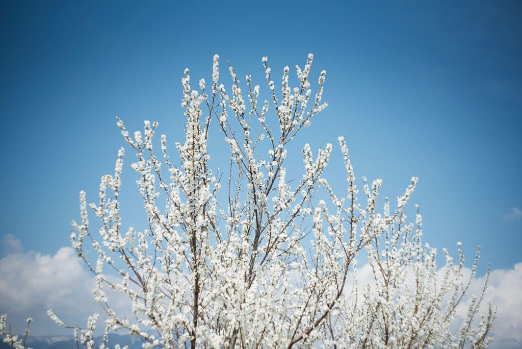 Un arbre recouvert de fleurs blanches sur fond de ciel bleu