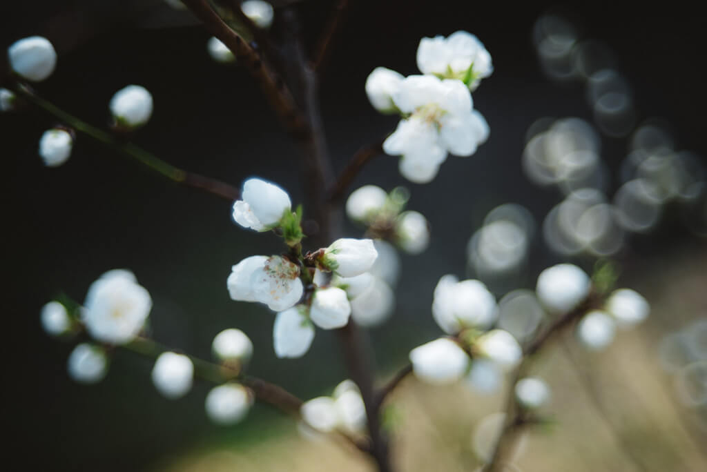 Gros plan sur des bourgeons de fleurs blanches