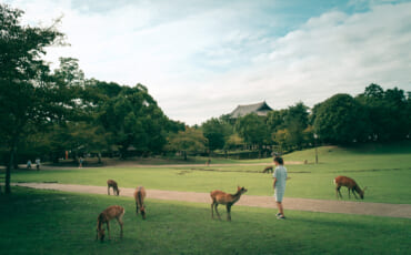 Des daims de tous les côtés dans le Parc de Nara