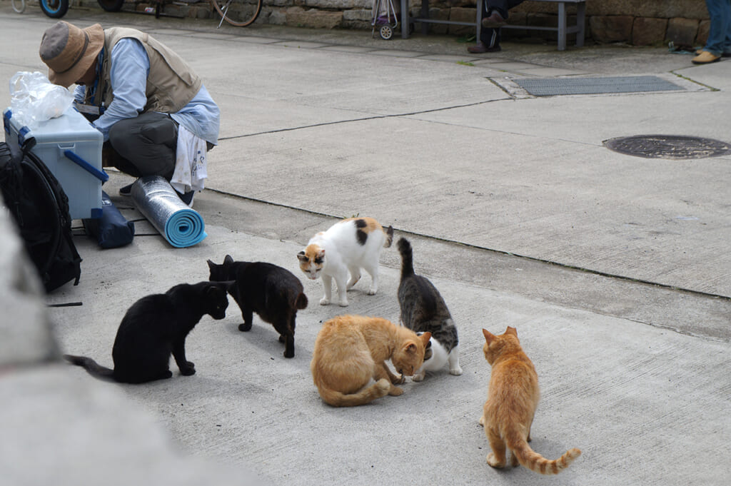 les chats de manabeshima entrain de prendre un repas