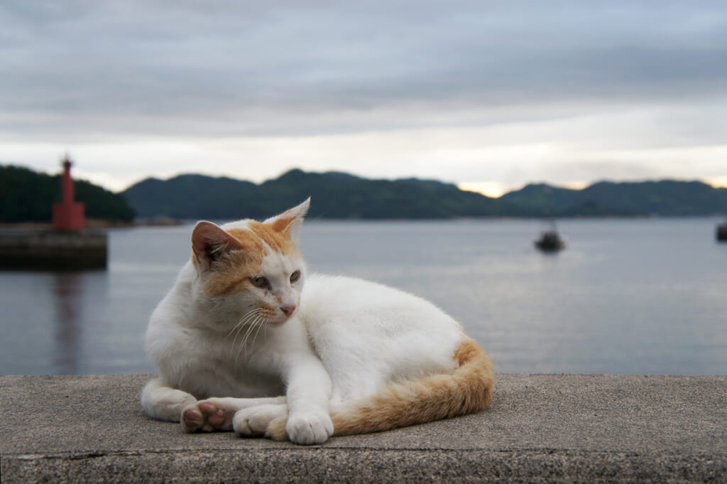 Un chat se prélasse sur un des ports de Manabeshima
