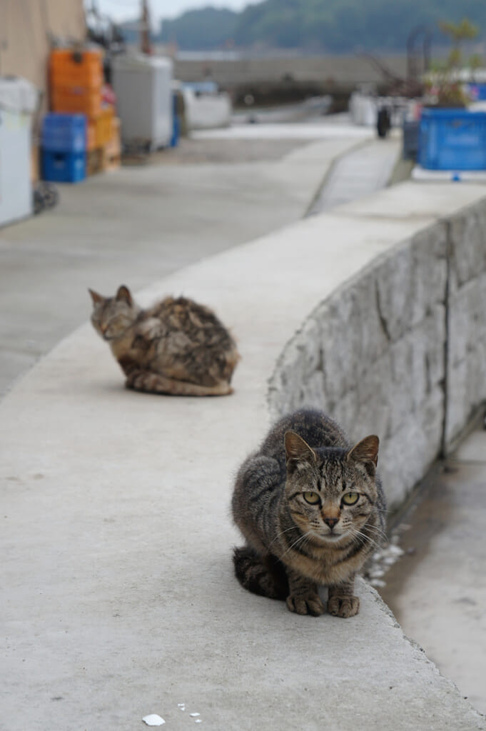 Deux chats tigrés sur le port de Manabé Shima