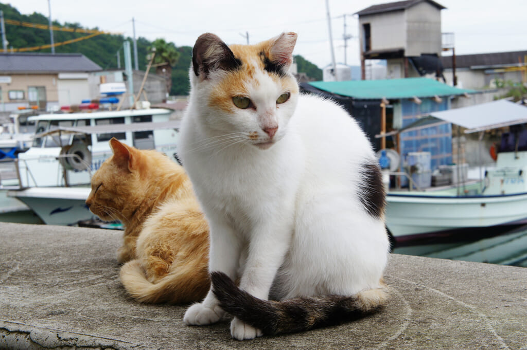 Un chat roux et un chat écaille de tortue dans un port japonais