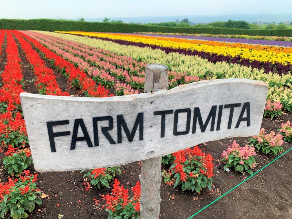 Champ de fleurs d'été à la Farm Tomita de Furano