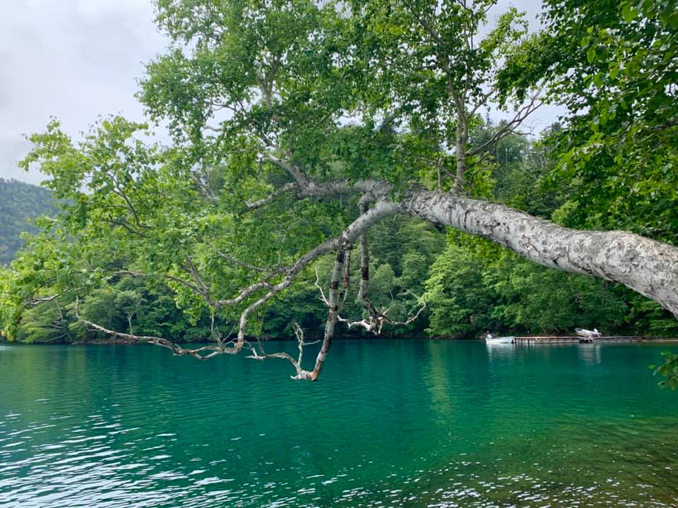 Lac Shikaribetsu et branche d'arbre au-dessus des eaux émeraude