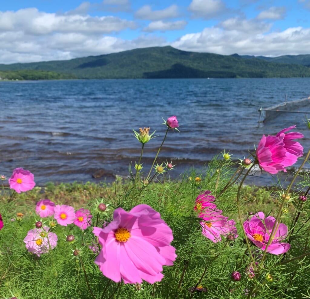 Lac Akan bordé de fleurs, vu depuis Akanko Onsen