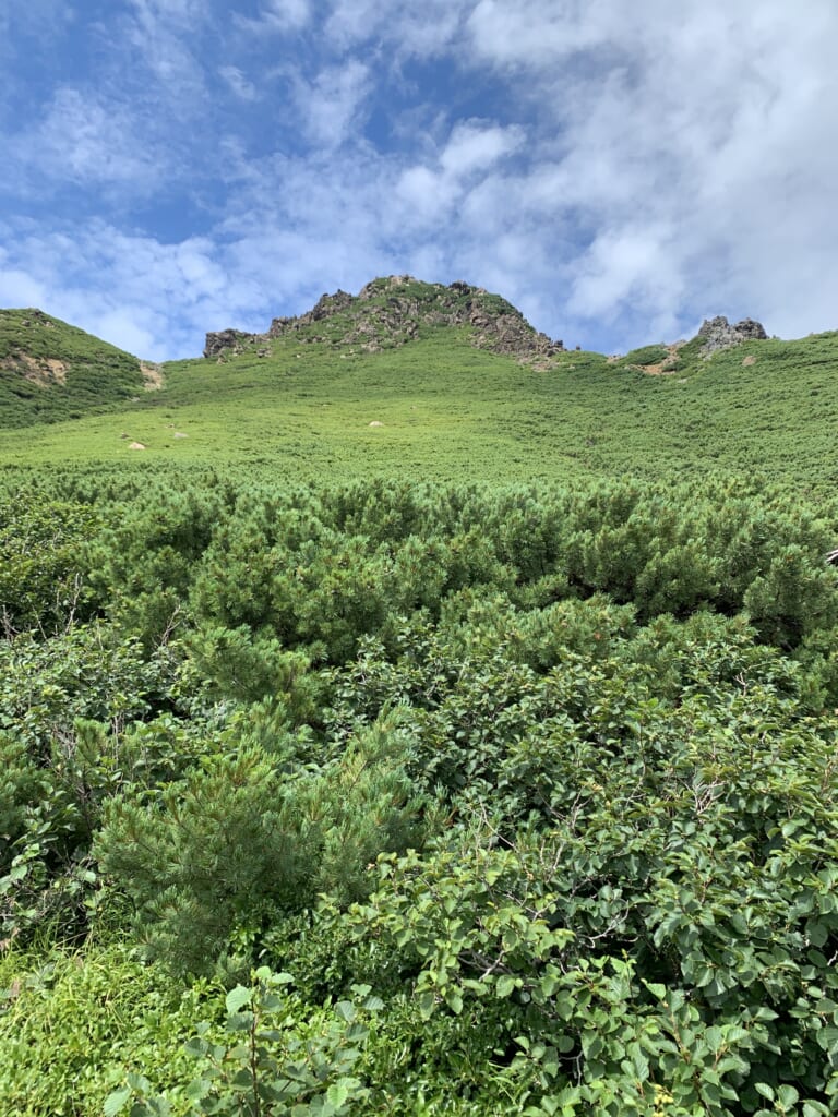 Montagne luxuriante dans un des parcs nationaux d'Hokkaido