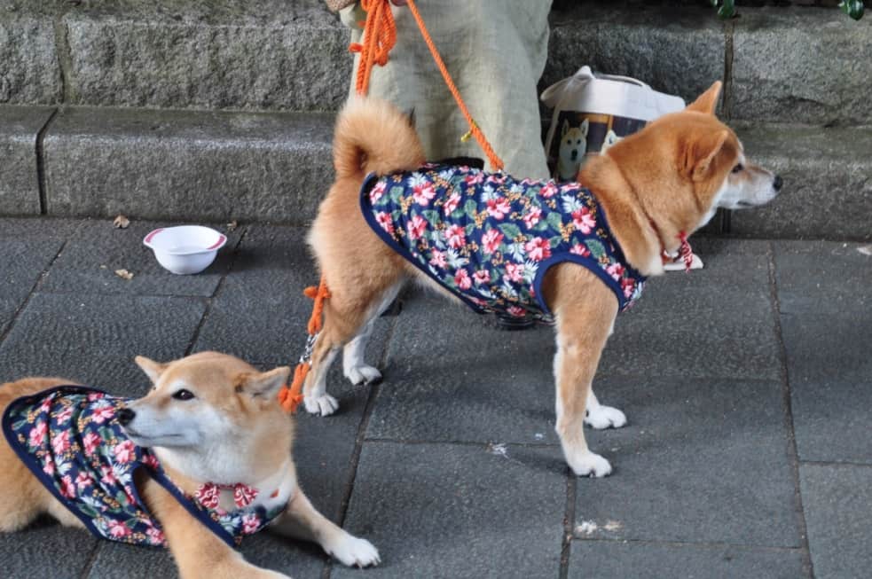 De mignons chiens shiba inu en promenade autour du sanctuaire d’Ise-shima