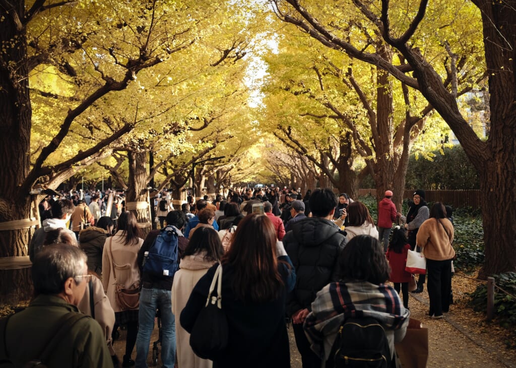 Des japonais admirant les couleurs de l'automne