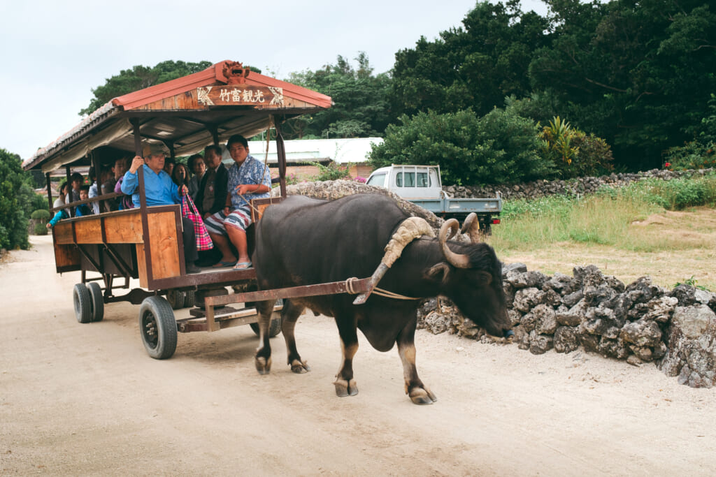 Charette tirée par des buffles à Taketomi, une île de l'archipel d'Okinawa