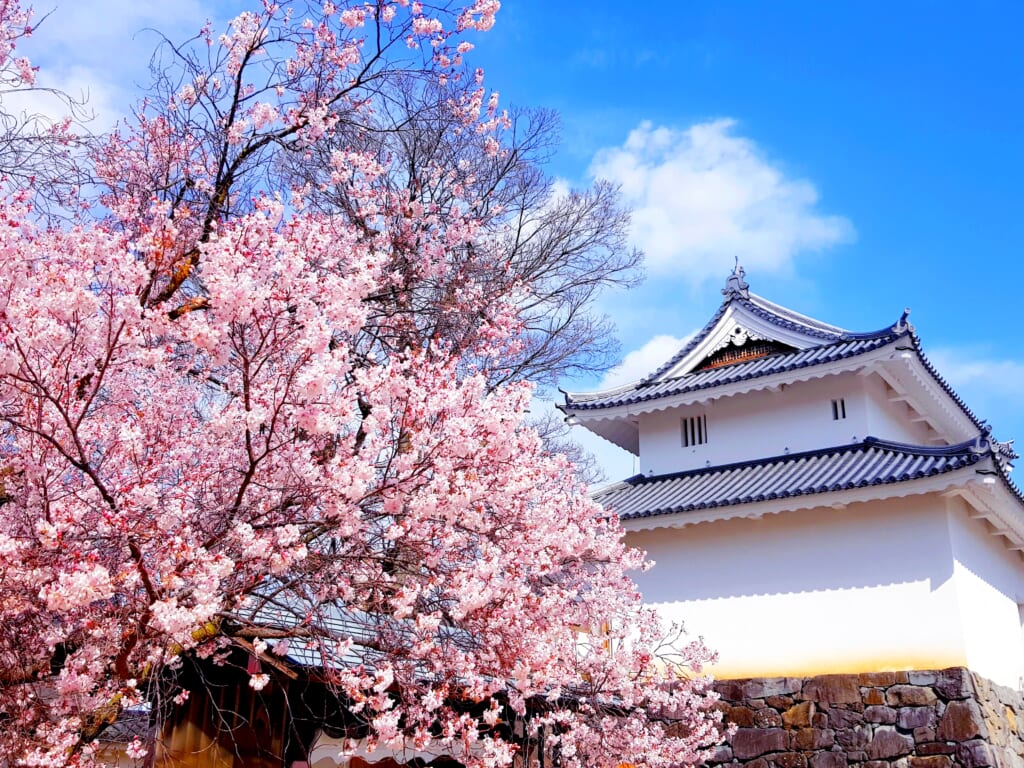 Le Château de Kofu bordé de sakuras