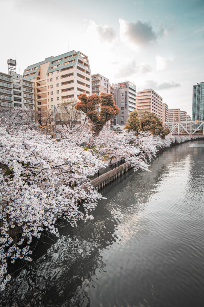 sakura longeant la rivière à Osaka