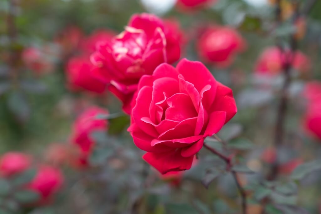 des roses dans le kuju flower park d'oita
