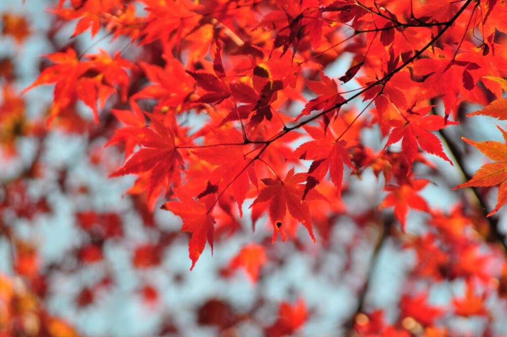 A l'arrivée de l'automne, les feuilles d'Ohara se couvrent de rouge
