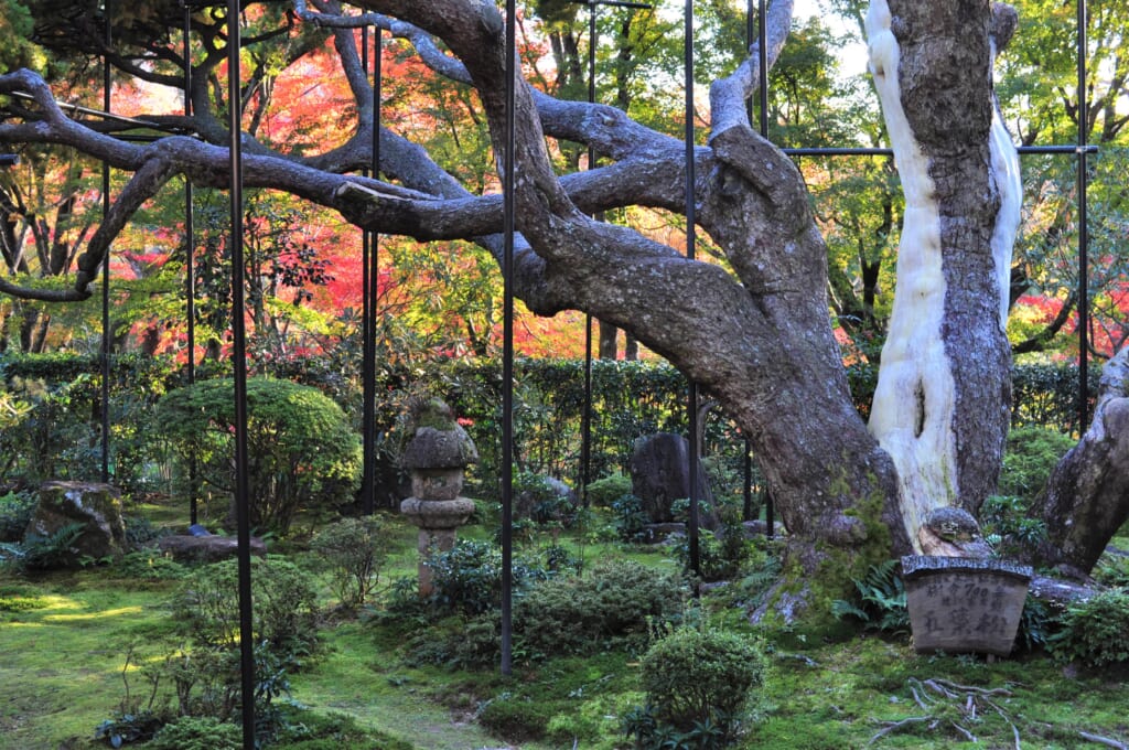 Jardin du temple Hosen-in à Ohara et son arbre de plus de 700 ans