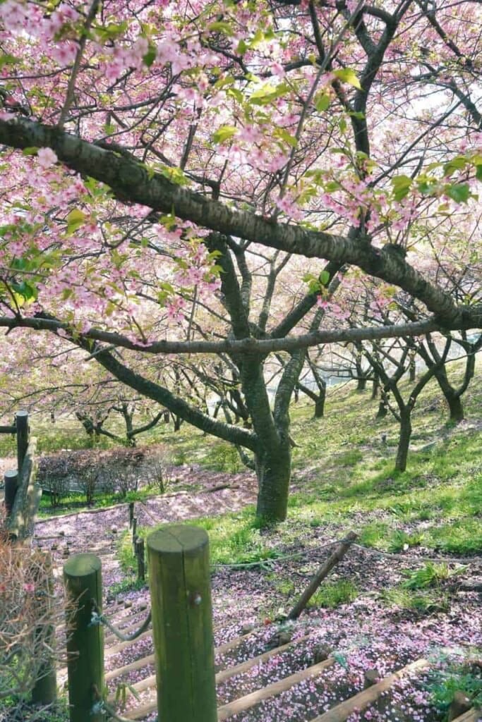 Le Matsuda Cherry Blossom Festival et ses 1001 couleurs