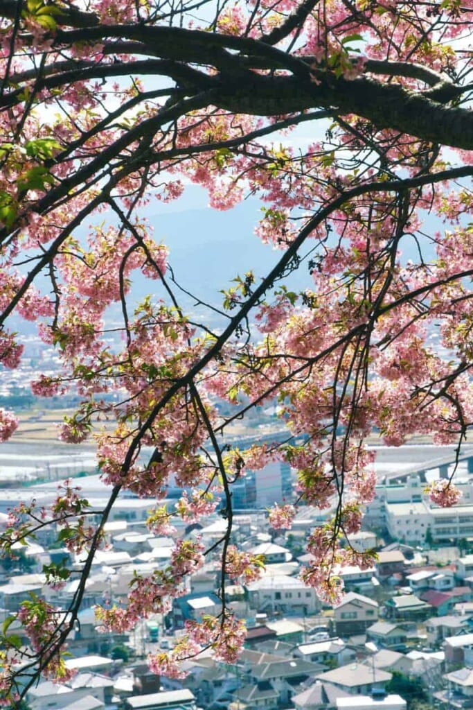 Les cerisiers de Matsuda vous permettront de profiter des cerisiers plus tôt dans l'année