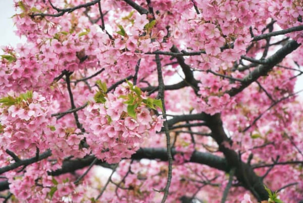 Les cerisiers en fleurs de Matsuda en feront rêver plus d'un